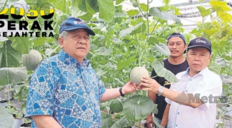 Teroka peluang tanam rock melon