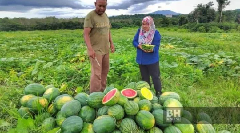 Dulu pemandu jentera, kini petani berjaya
