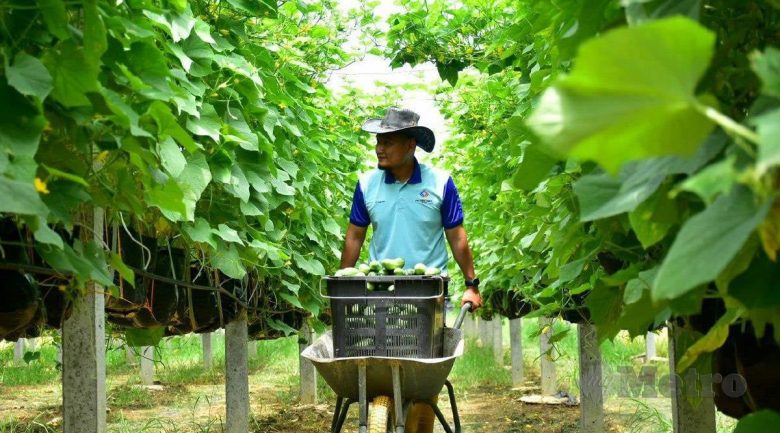 Dari laut ke kebun timun