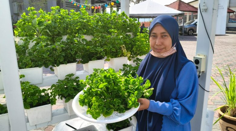 Sayur hidroponik jadi tarikan pelancong di Pulau Pangkor