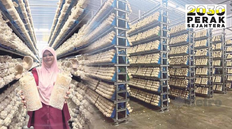 Mampu raih 4 tan cendawan sehari