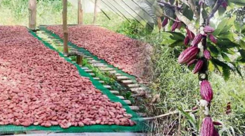 Tanaman koko lonjak pendapatan masyarakat Orang Asli Kuala Mu