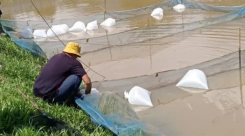 Projek tilapia jana pendapatan 320 penduduk Jenalik Hilir