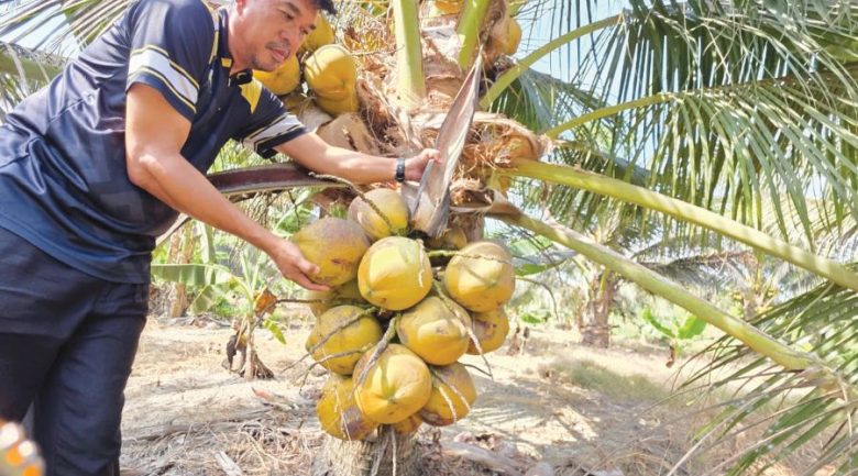 Tanah terbiar jana hasil menerusi tanaman semula kelapa