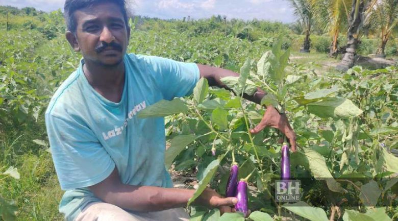 Terung mini beri pulangan lumayan