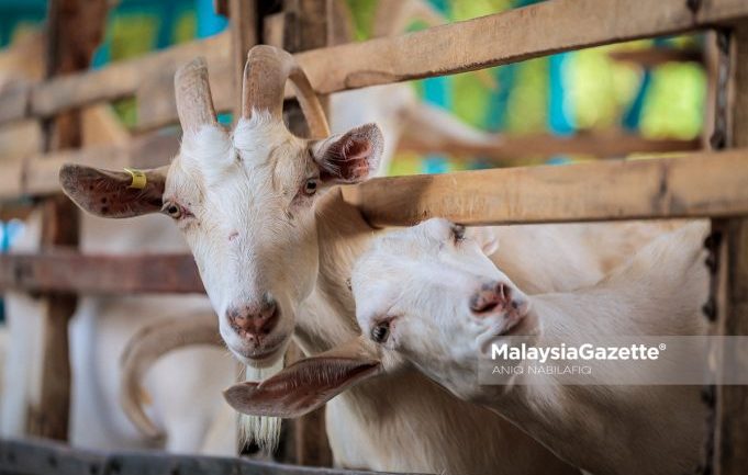 Keterjaminan makanan bermula di ladang, pertanian Perak terus diperkasa
